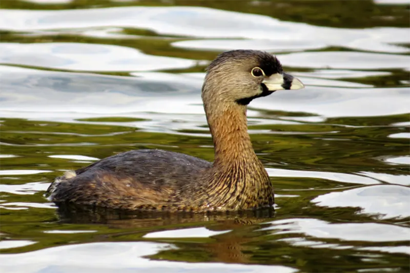 AVES